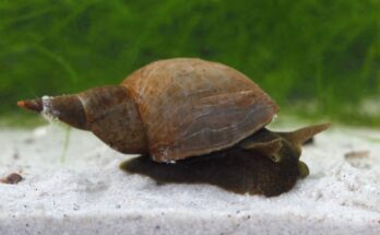 nagy mocsaricsiga Lymnaea stagnalis