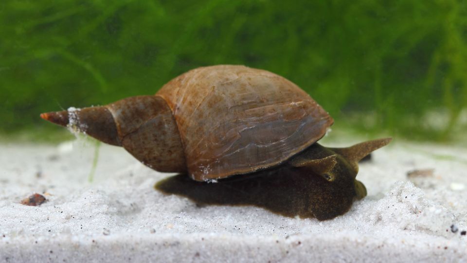 nagy mocsaricsiga Lymnaea stagnalis