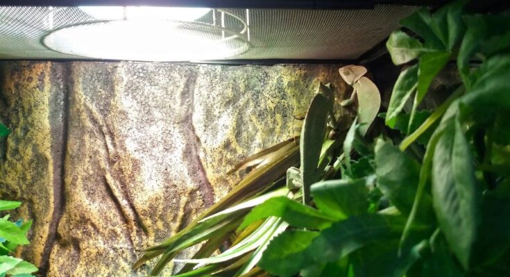 terrariumi hullo
