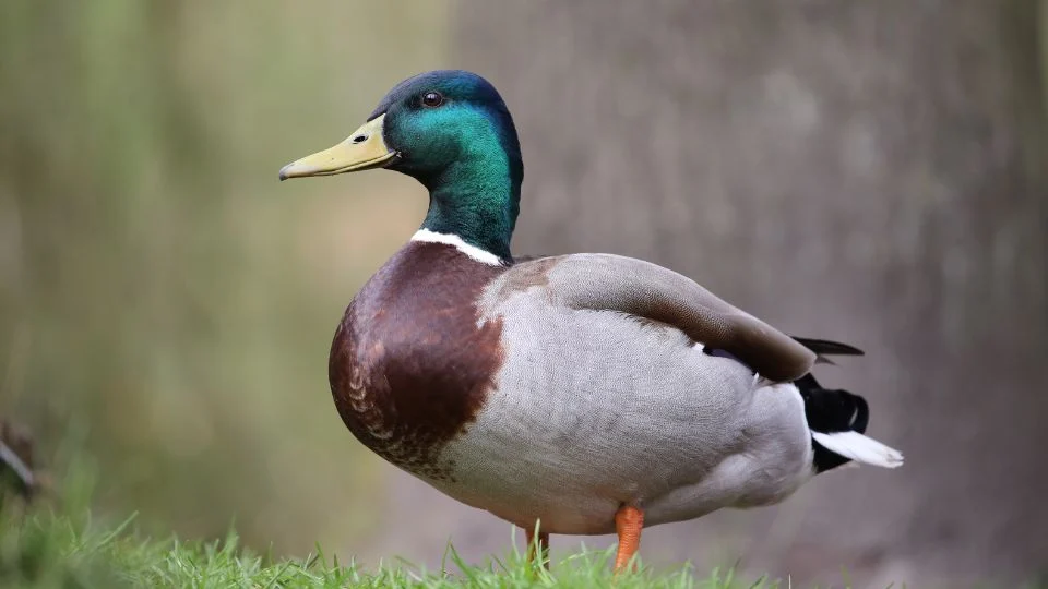 Tőkés réce áll egy zöld fűben, színes tollazattal és sárga csőrrel.