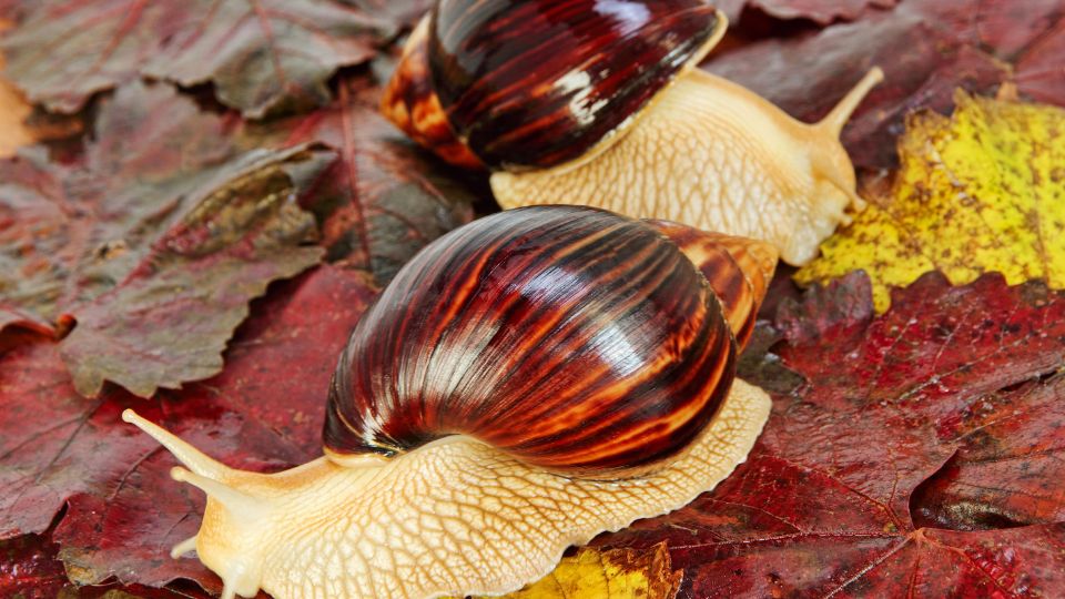 Afrikai oriascsiga 1