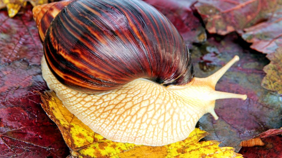 Afrikai oriascsiga 2