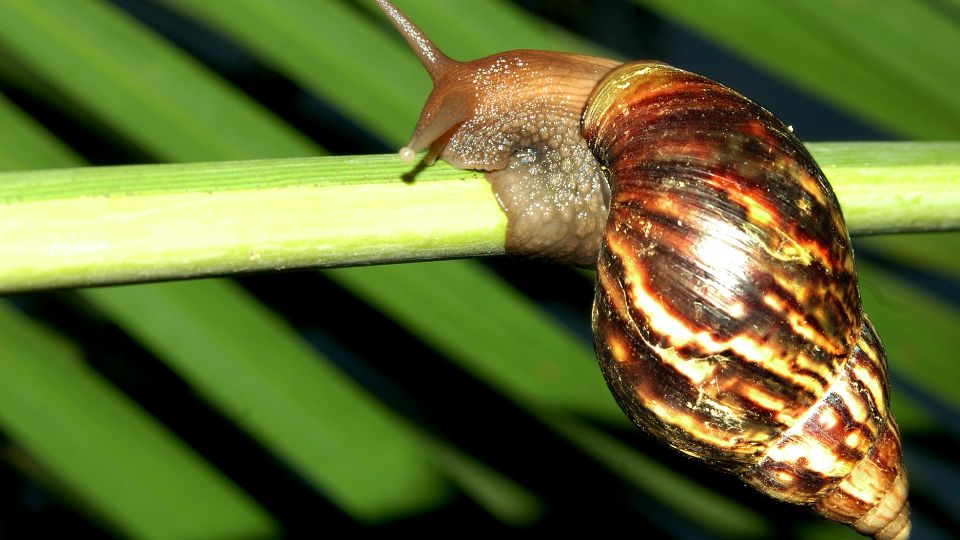 Afrikai oriascsiga 3