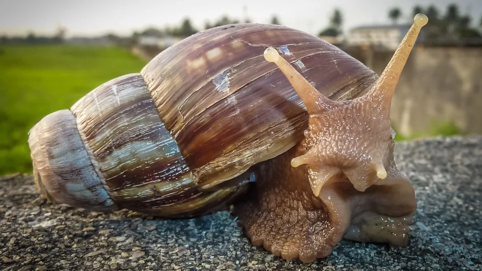 Egy afrikai óriáscsiga a természetben, zöld háttérrel.