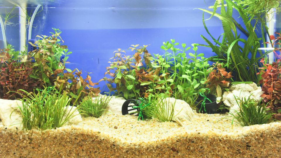 Akvarium futese