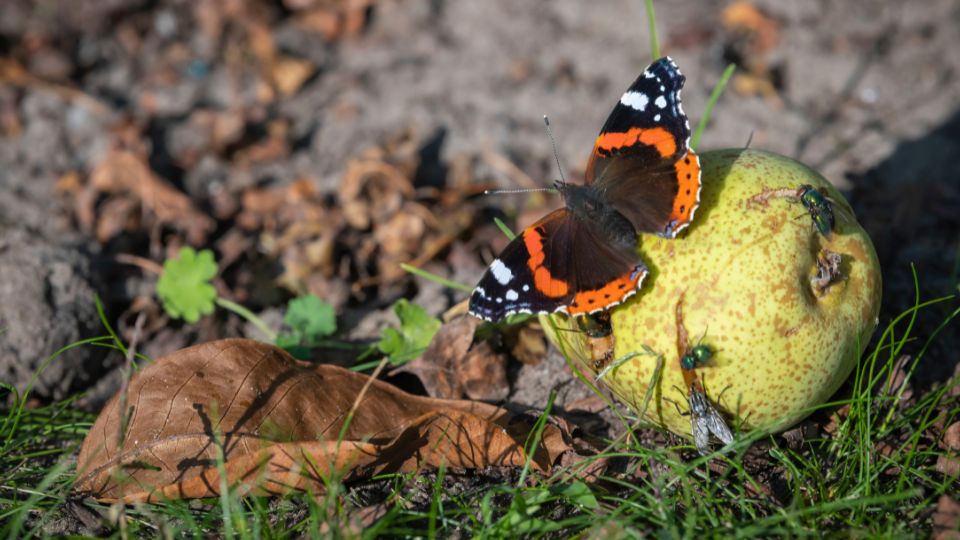 Atalantalepke Vanessa atalanta 1