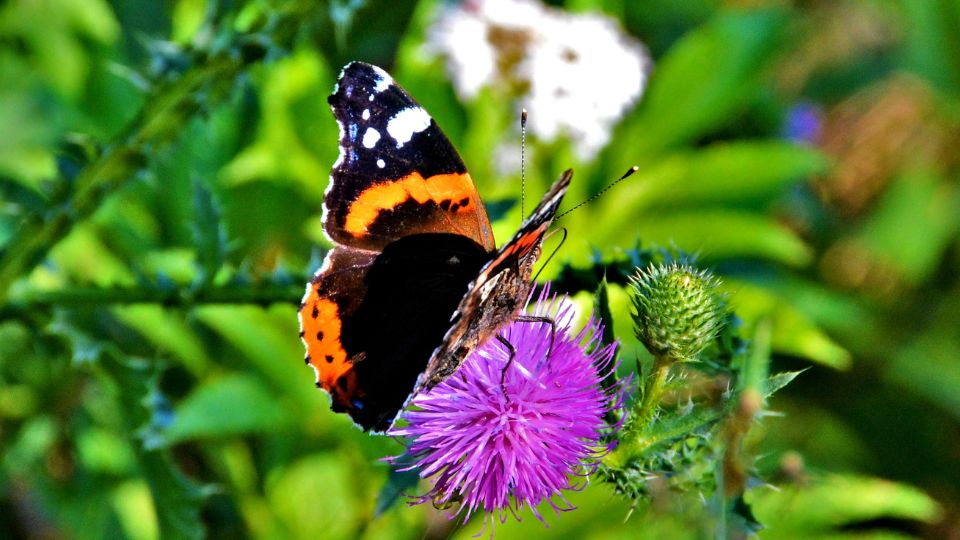 Atalantalepke Vanessa atalanta 2