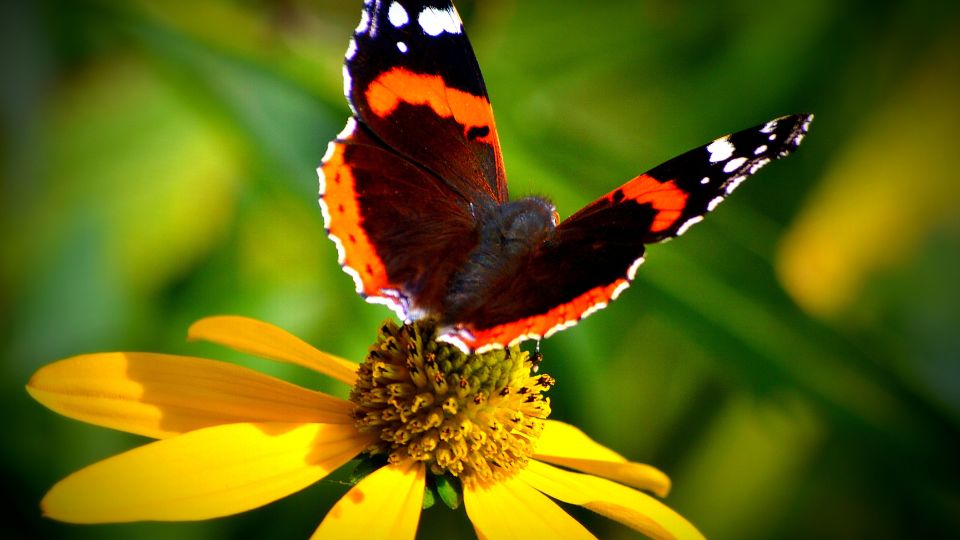 Atalantalepke Vanessa atalanta 3