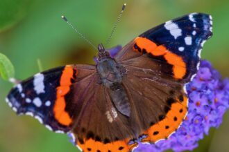 Atalantalepke Vanessa atalanta 4
