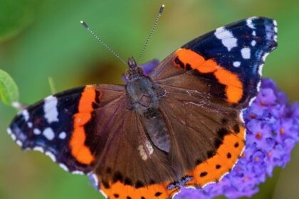 Atalantalepke Vanessa atalanta 4