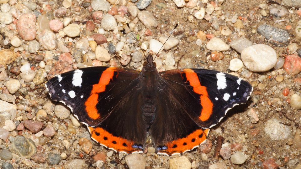 Atalantalepke Vanessa atalanta 5