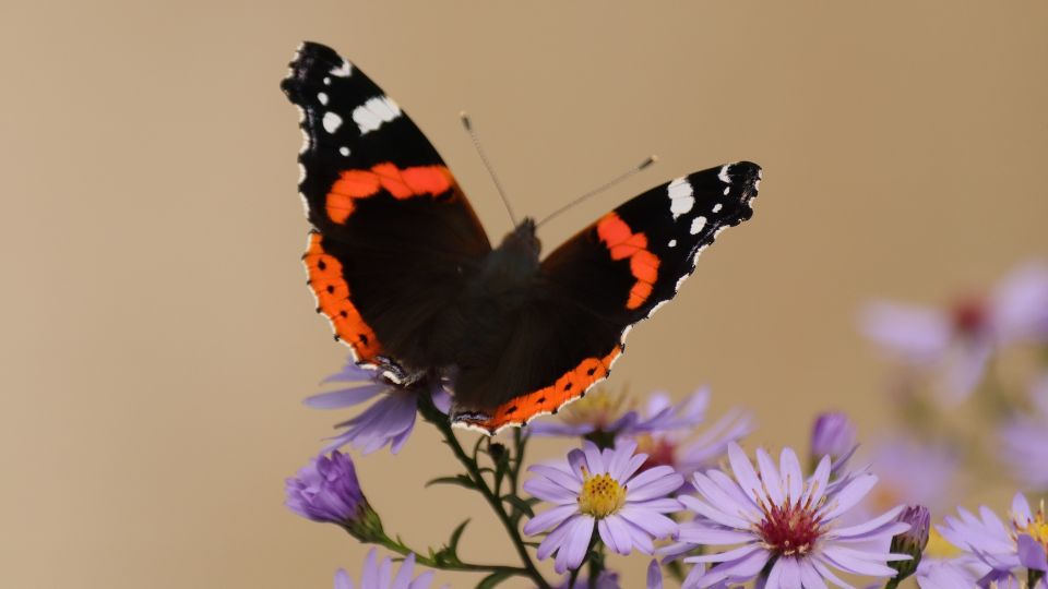 Atalantalepke Vanessa atalanta 6