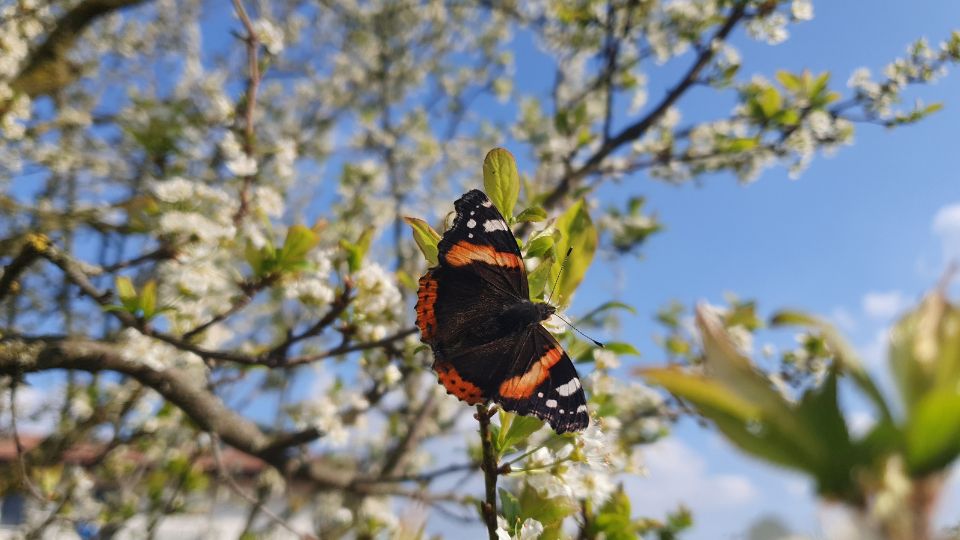 Atalantalepke Vanessa atalanta