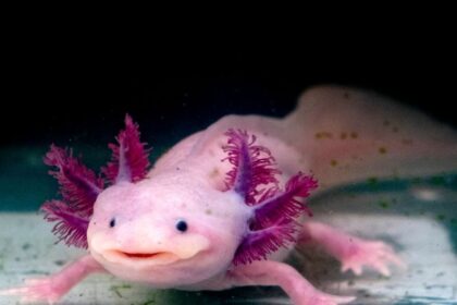 Egy axolotl, rózsaszínű bőrrel és színes kopoltyúkkal, víz alatt úszik.