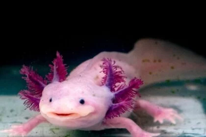 Egy axolotl, rózsaszínű bőrrel és színes kopoltyúkkal, víz alatt úszik.