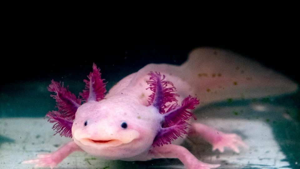 Egy axolotl, rózsaszínű bőrrel és színes kopoltyúkkal, víz alatt úszik.