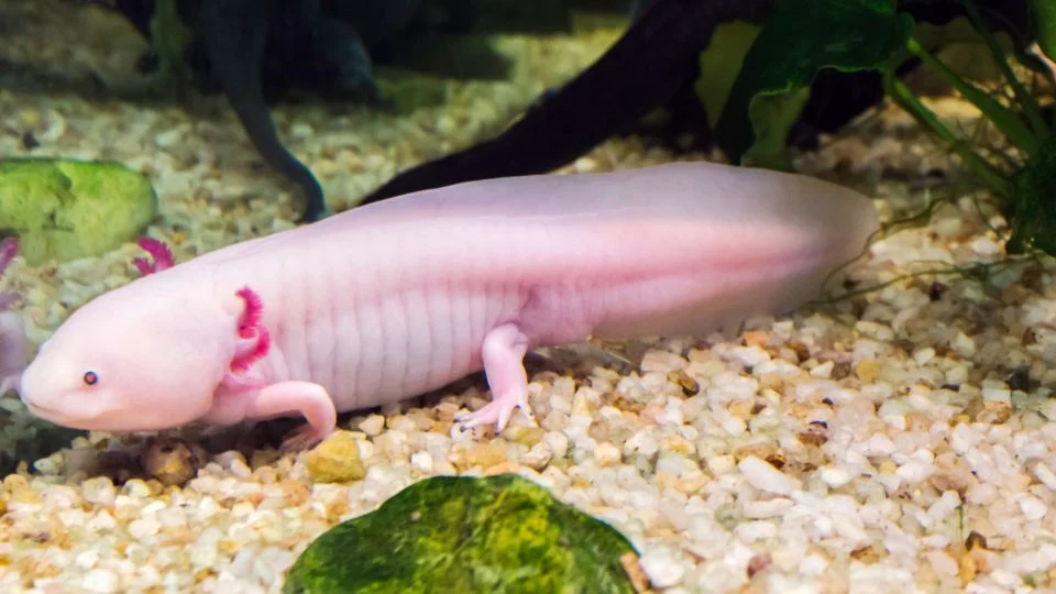 Egy axolotl úszik az akváriumban, világos színű, sima bőrrel.