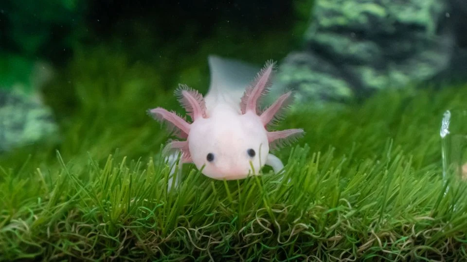 Egy axolotl úszik a zöld fűben az akváriumban, barátságos megjelenésű.