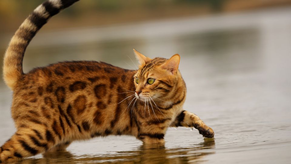 Bengali macska