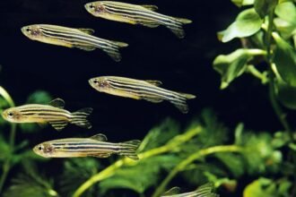 Zebradániók úsznak egy akváriumban, zöld növények között.