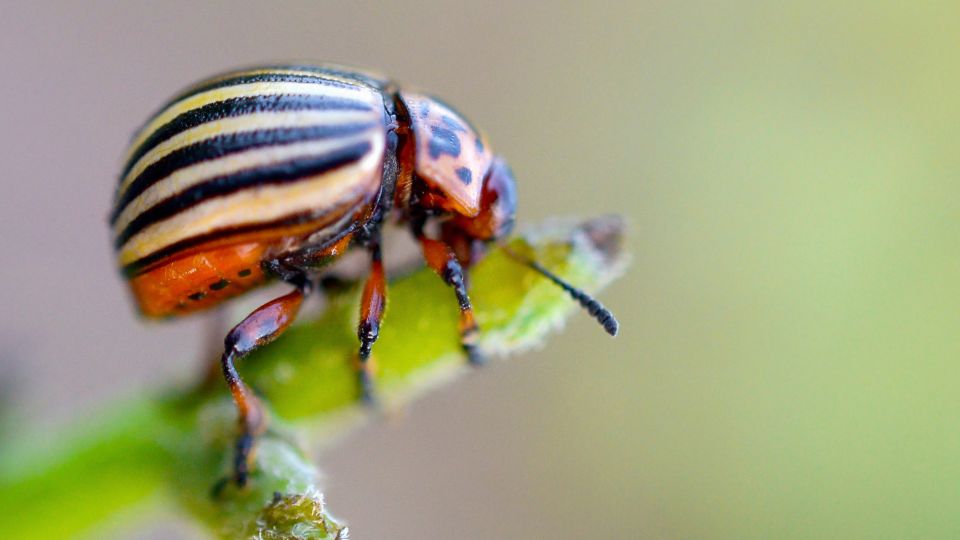 Burgonyabogar 1