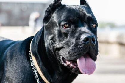 Egy Cane Corso kutya, fekete szőrrel és figyelmes tekintettel, a háttérben emberek láthatók.