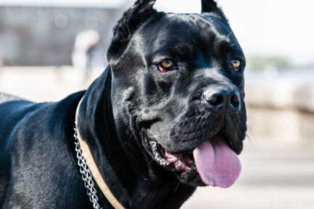 Egy Cane Corso kutya, fekete szőrrel és figyelmes tekintettel, a háttérben emberek láthatók.