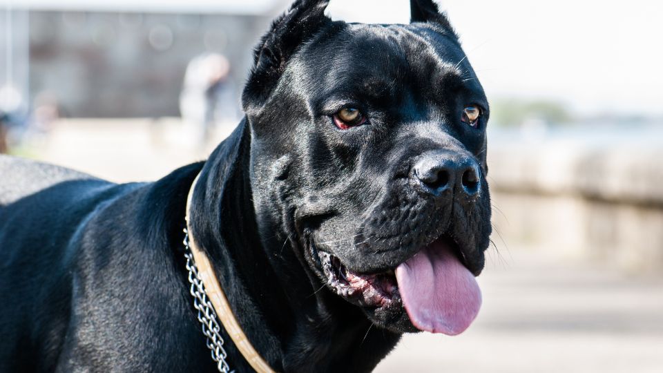 Cane corso 4