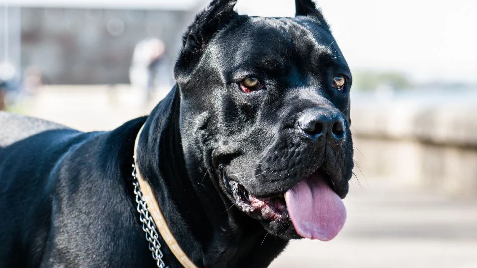 Egy Cane Corso kutya, fekete szőrrel és figyelmes tekintettel, a háttérben emberek láthatók.
