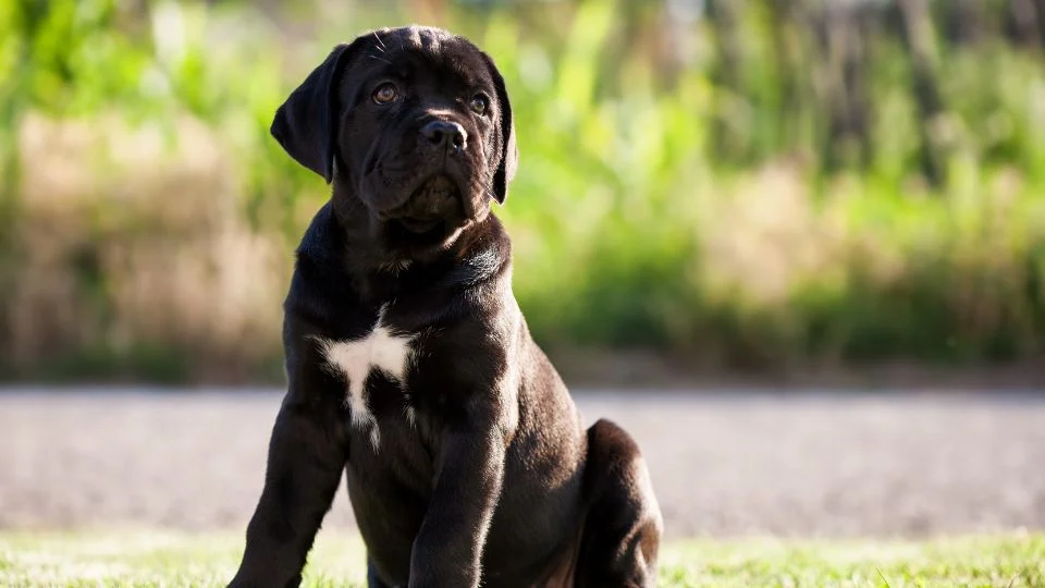 Egy Cane Corso kölyök ül a fűben, figyelmesen néz előre.