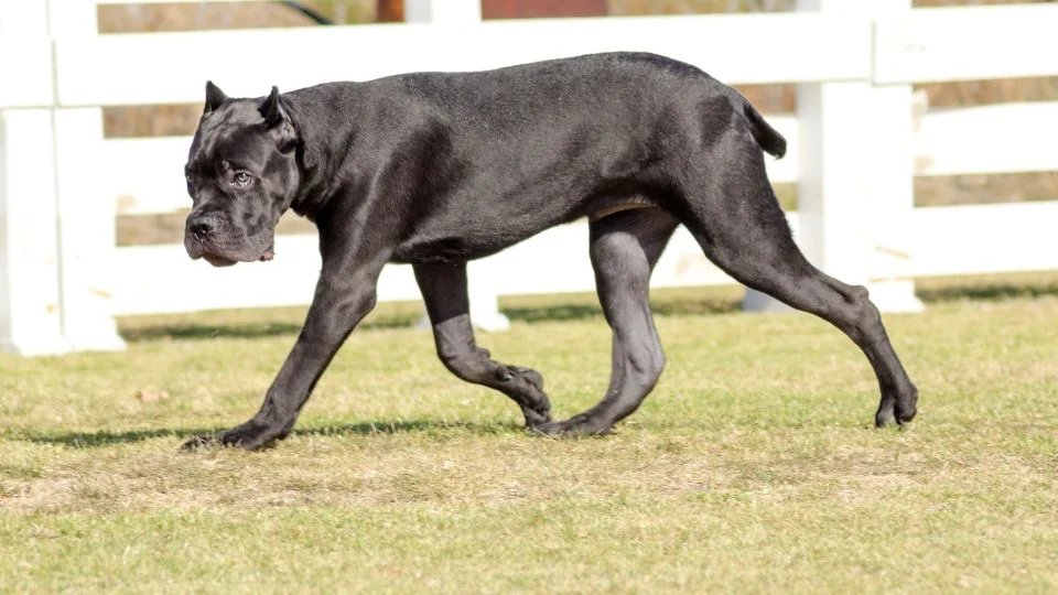 Egy Cane Corso kutya sétál a zöld fűben, háttérben fehér kerítéssel.