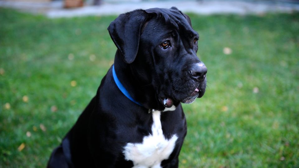 Cane corso 8