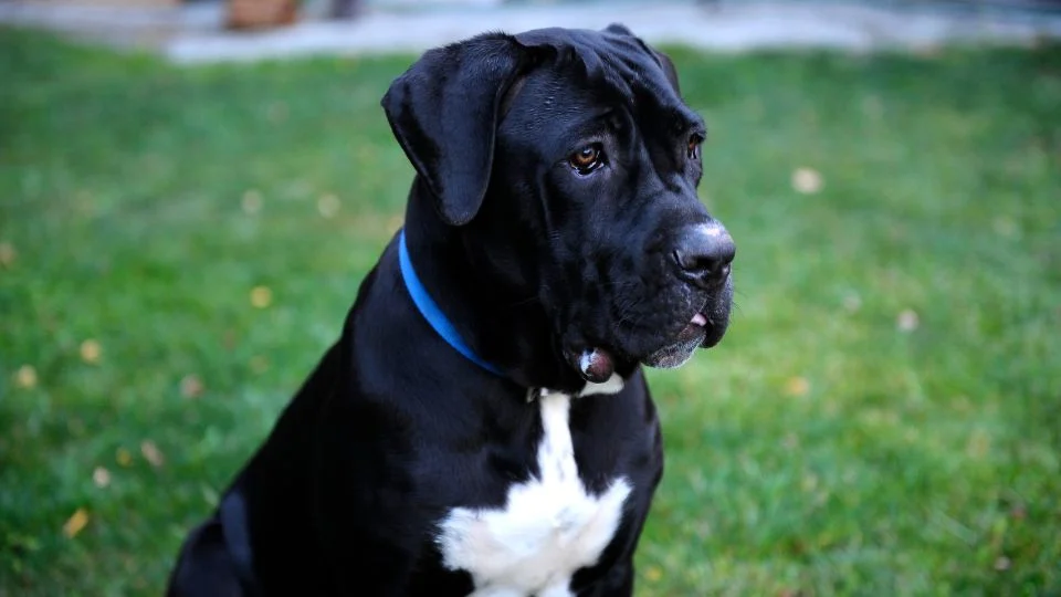 Egy Cane Corso kutya ül a zöld fűben, figyelmesen néz előre.