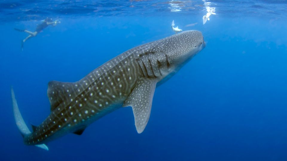 Cetcapa Rhincodon typus 1