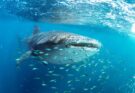 Cetcapa Rhincodon typus