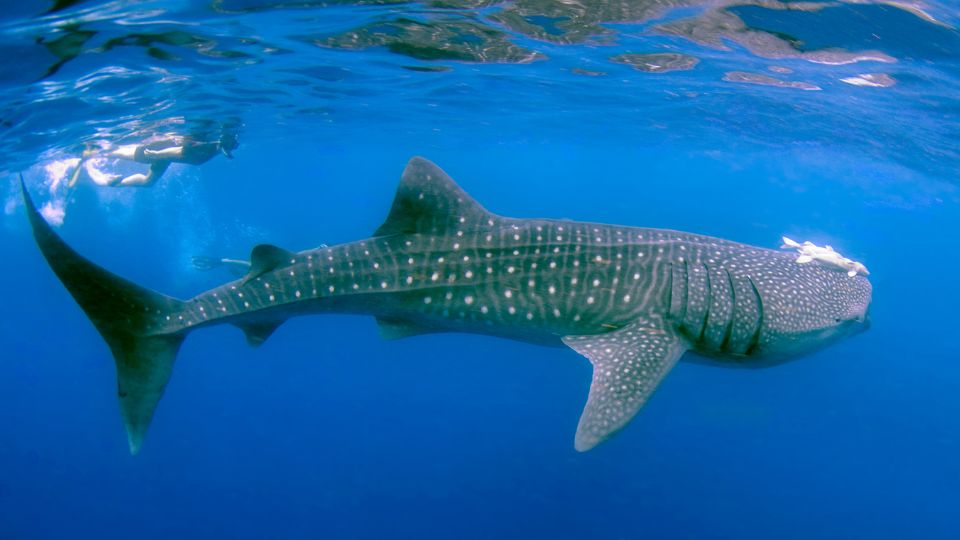 Cetcapa Rhincodon typus 2