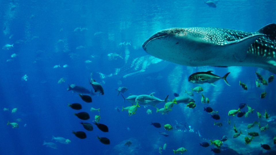 Cetcapa Rhincodon typus 3