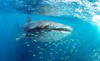 Cetcapa Rhincodon typus