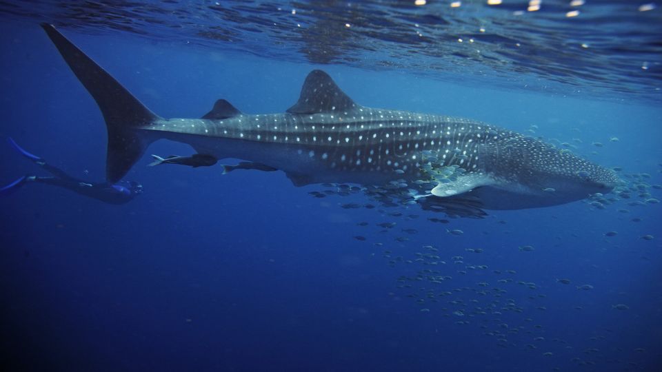Cetcapa Rhincodon typus 4