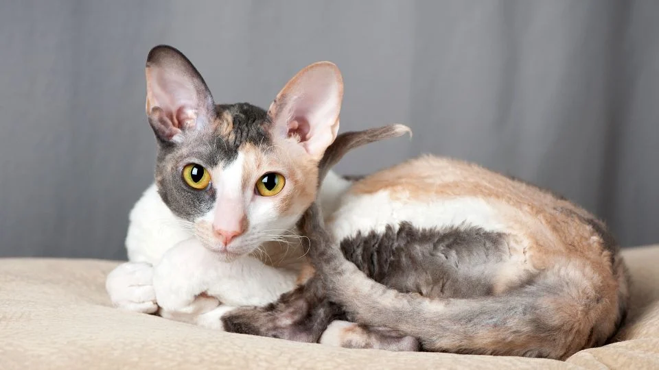 Egy Cornish Rex macska pihen egy puha párnán, figyelmesen nézve a kamerába.