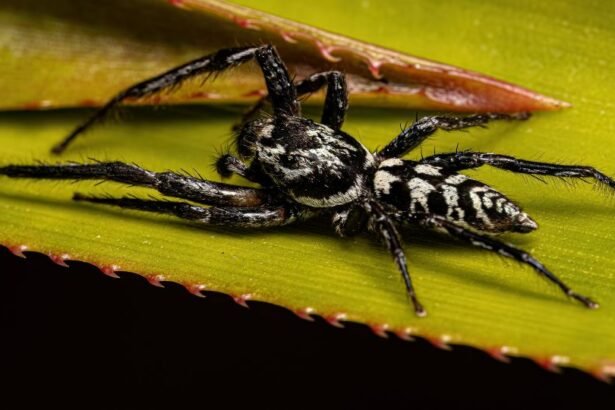 Egy fekete-fehér mintázatú pók egy zöld levélen ülve, részletesen látható.