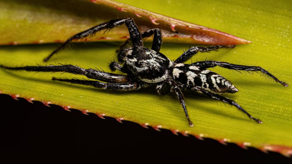 Csapragosok Chelicerata