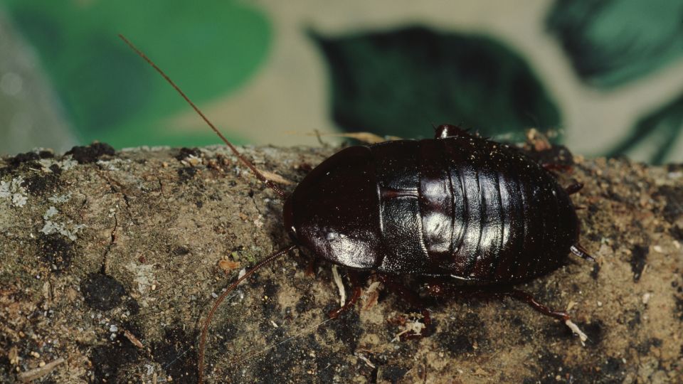 Csotanyfelek Blattidae 1