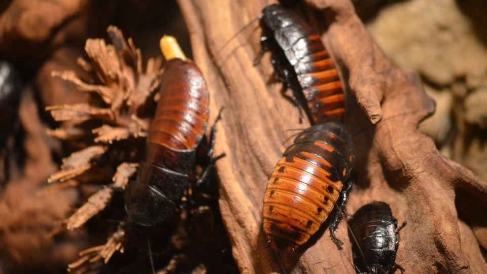 Csotanyfelek Blattidae 2