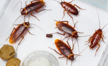 Csotanyfelek Blattidae