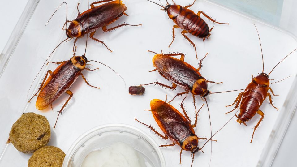 Csotanyfelek Blattidae