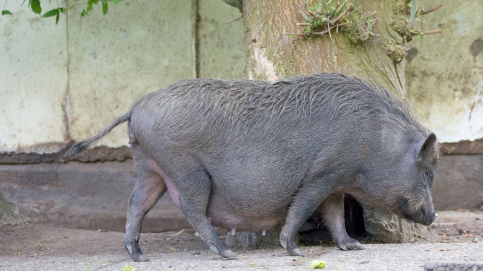 Csungohasu malac 3