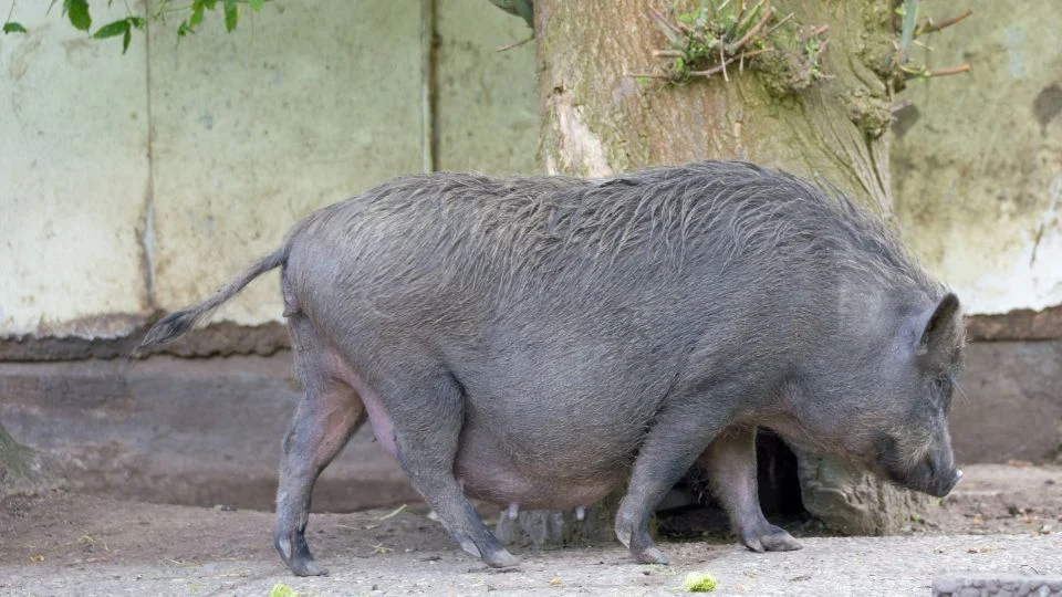 Egy csüngőhasú malac sétál egy fa mellett, a háttérben látható fal.