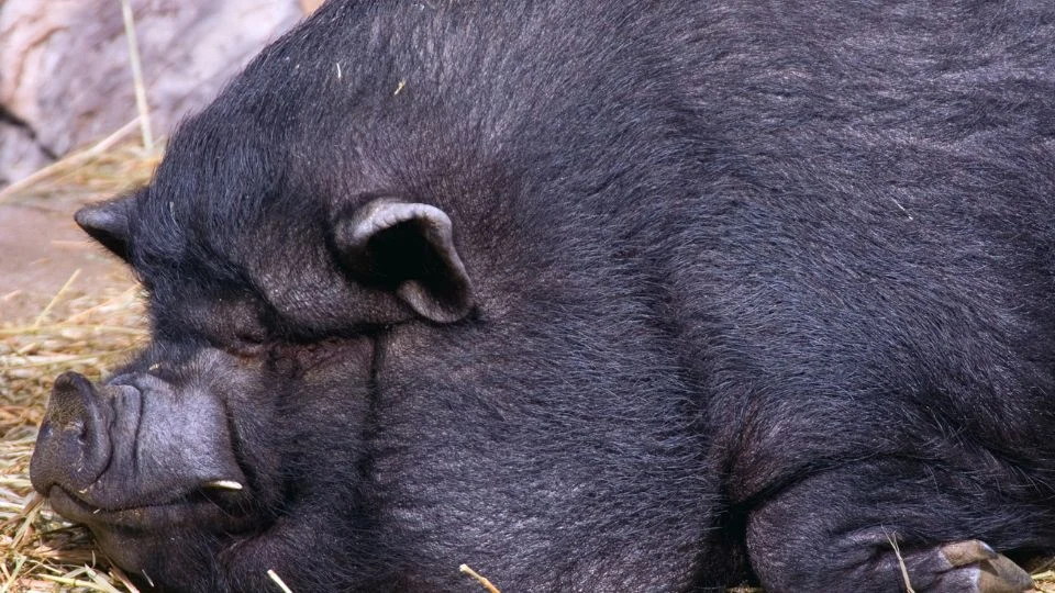 Egy csüngőhasú malac pihen a szalmán, aranyos és nyugodt.