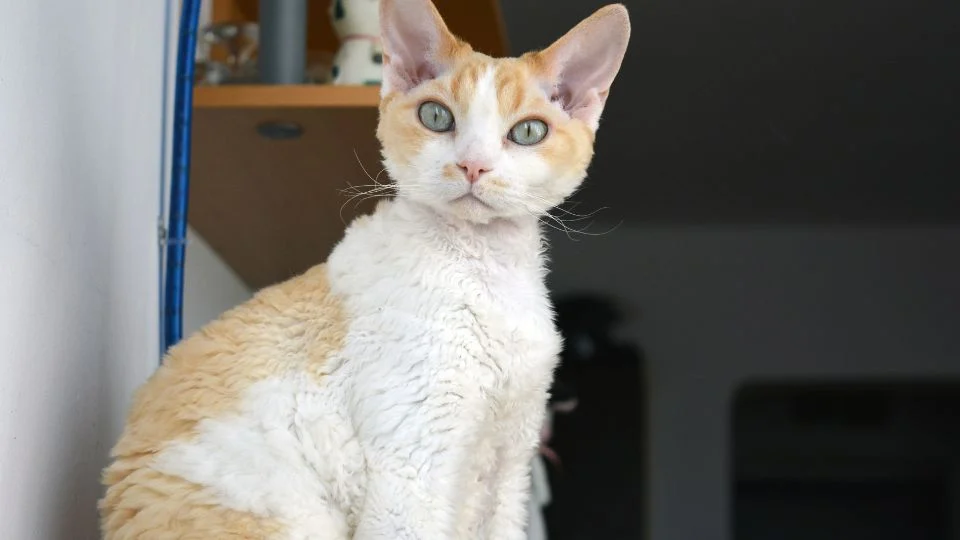 Egy Devon Rex macska ül egy polcon, figyelmesen néz a kamerába.